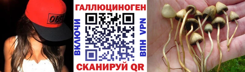 Псилоцибиновые грибы Psilocybe  где найти наркотики  кракен вход  Карачаевск 